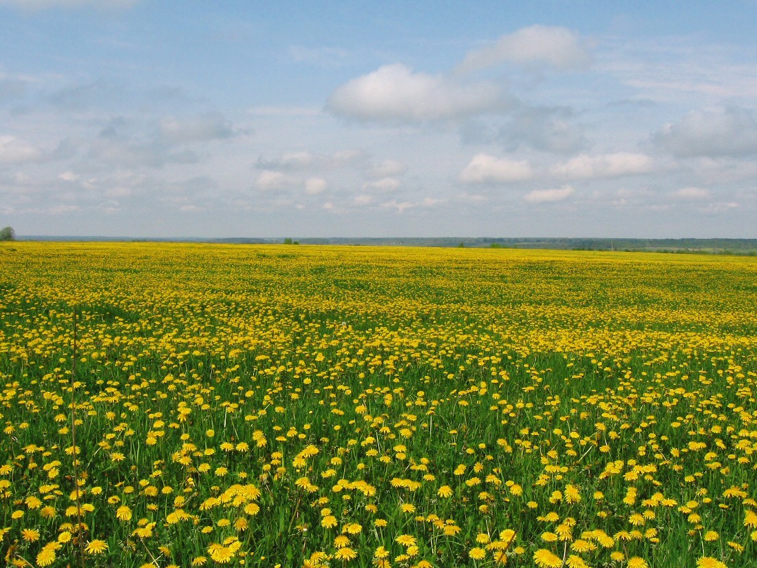 Клец, image of landscape/habitat.