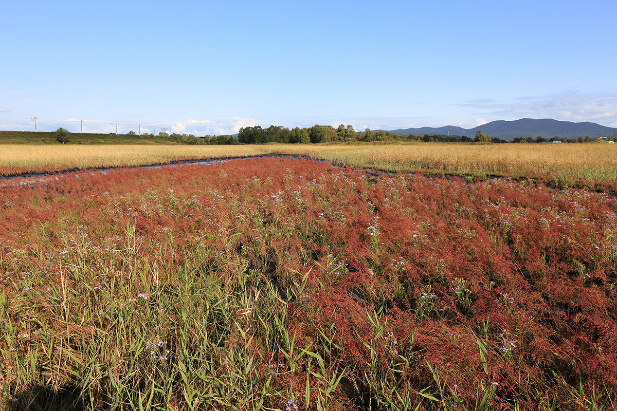 Устье реки Сапёрка, image of landscape/habitat.