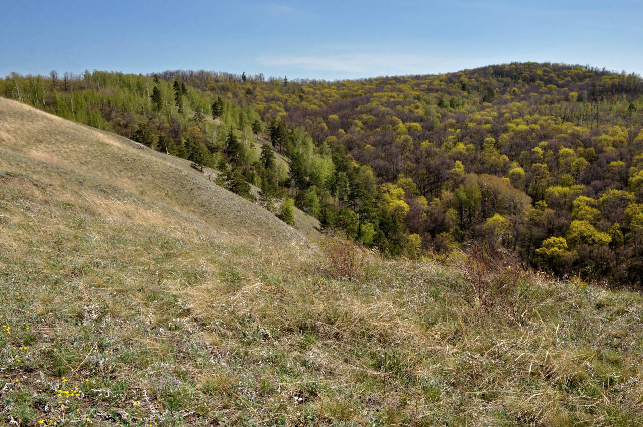 Гора Лысая, image of landscape/habitat.