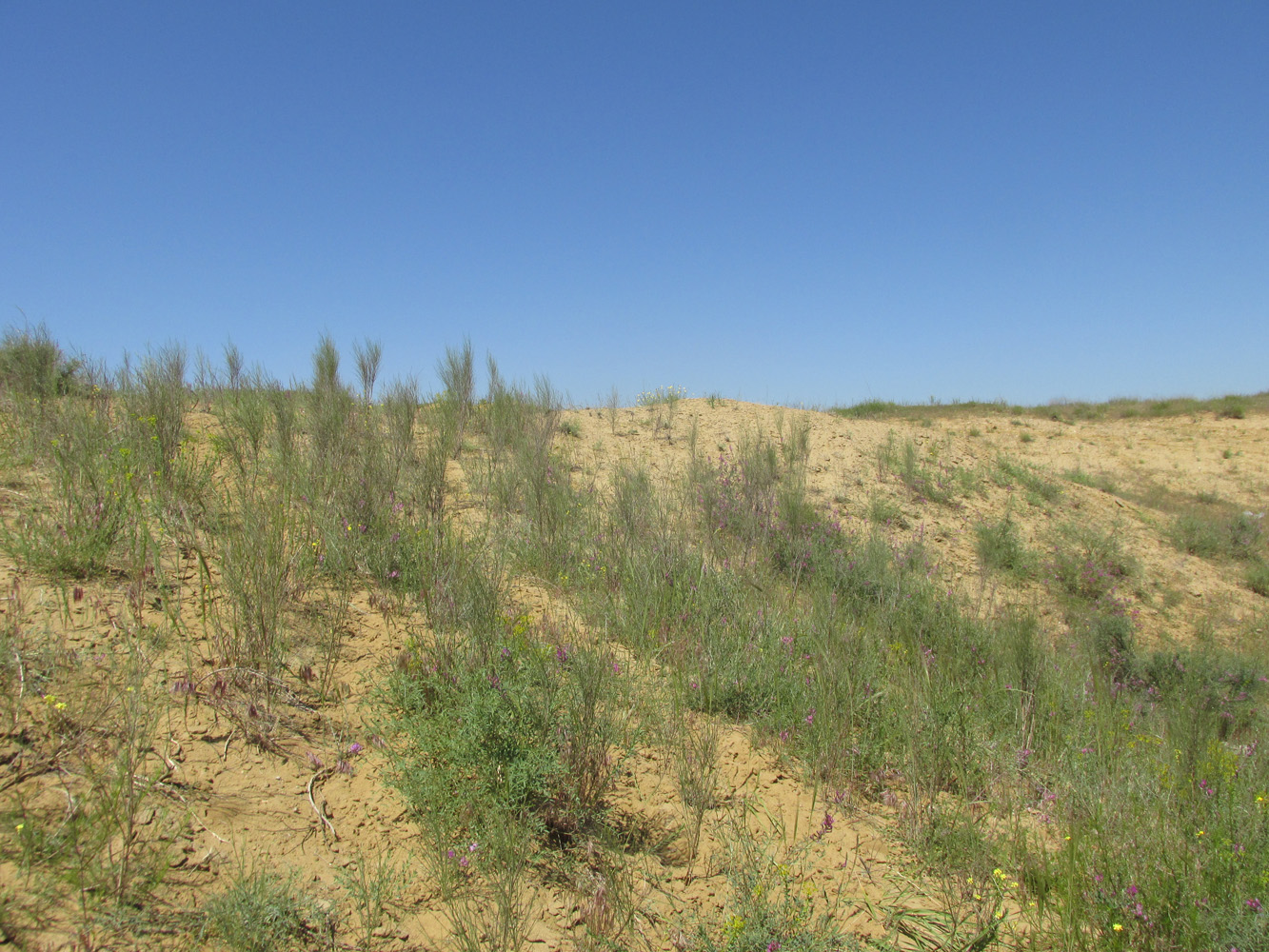 Окрестности села Коркмаскала, image of landscape/habitat.