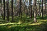 Борок и окрестности, image of landscape/habitat.