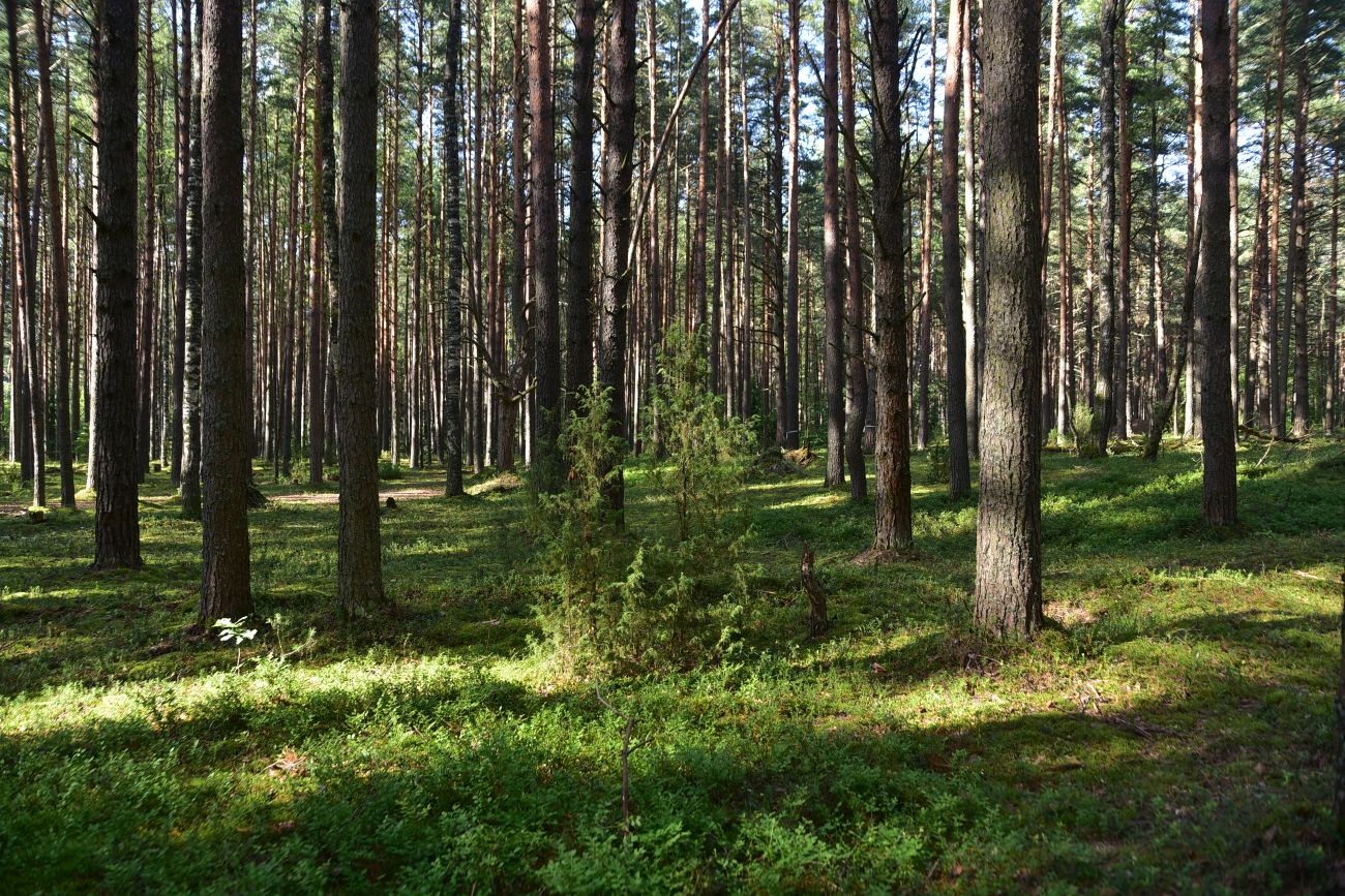 Борок и окрестности, image of landscape/habitat.