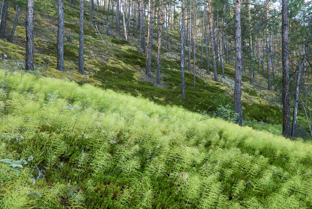 Нижний Бестях, image of landscape/habitat.