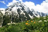 Архыз. Долина реки Псыш, image of landscape/habitat.