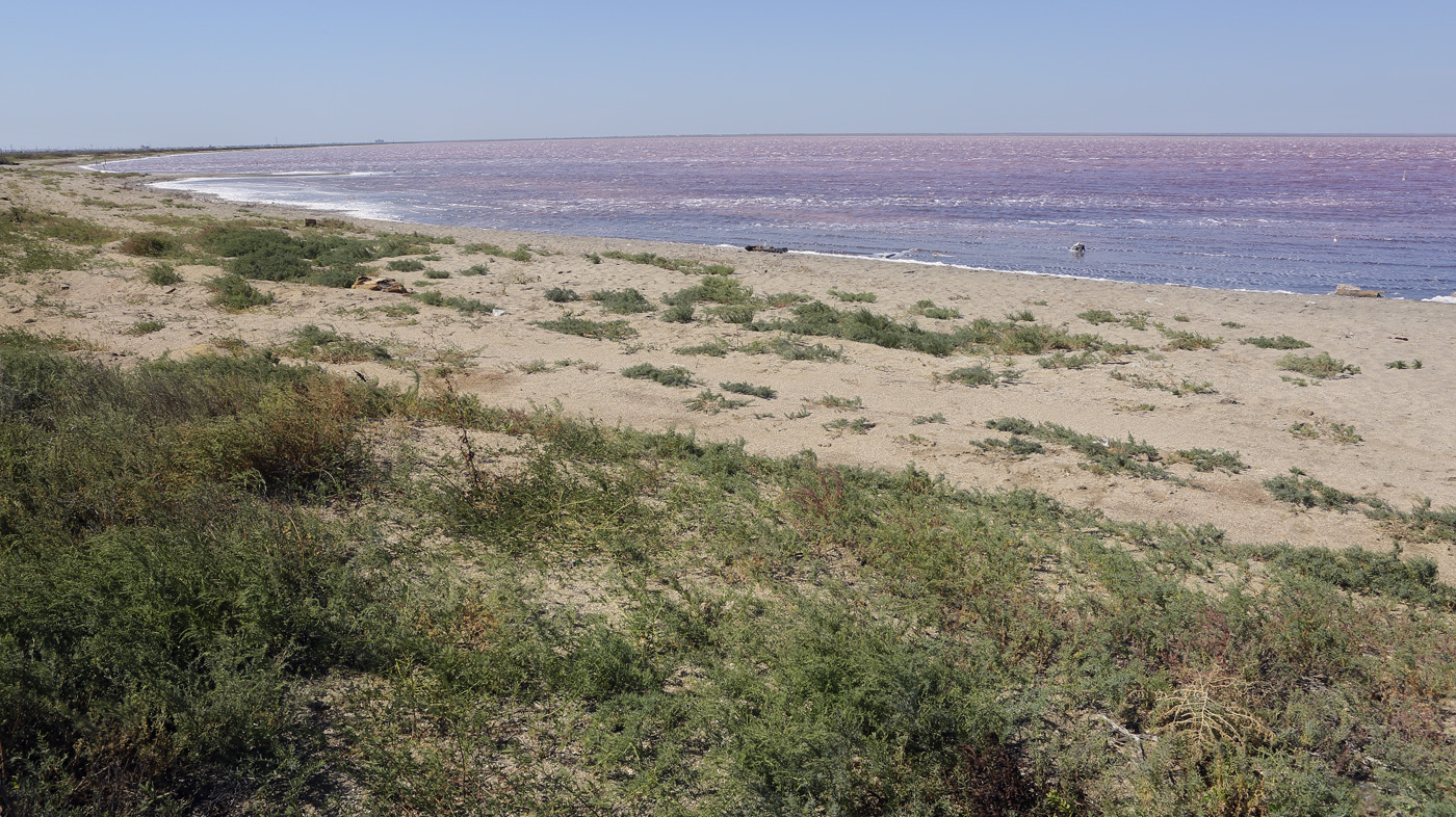 Окрестности озера Сасык, image of landscape/habitat.