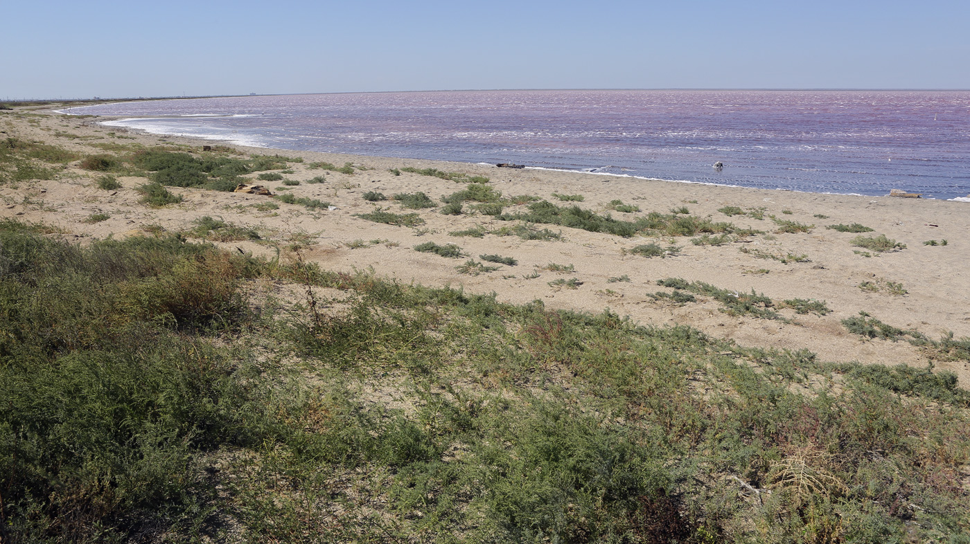Окрестности озера Сасык, image of landscape/habitat.