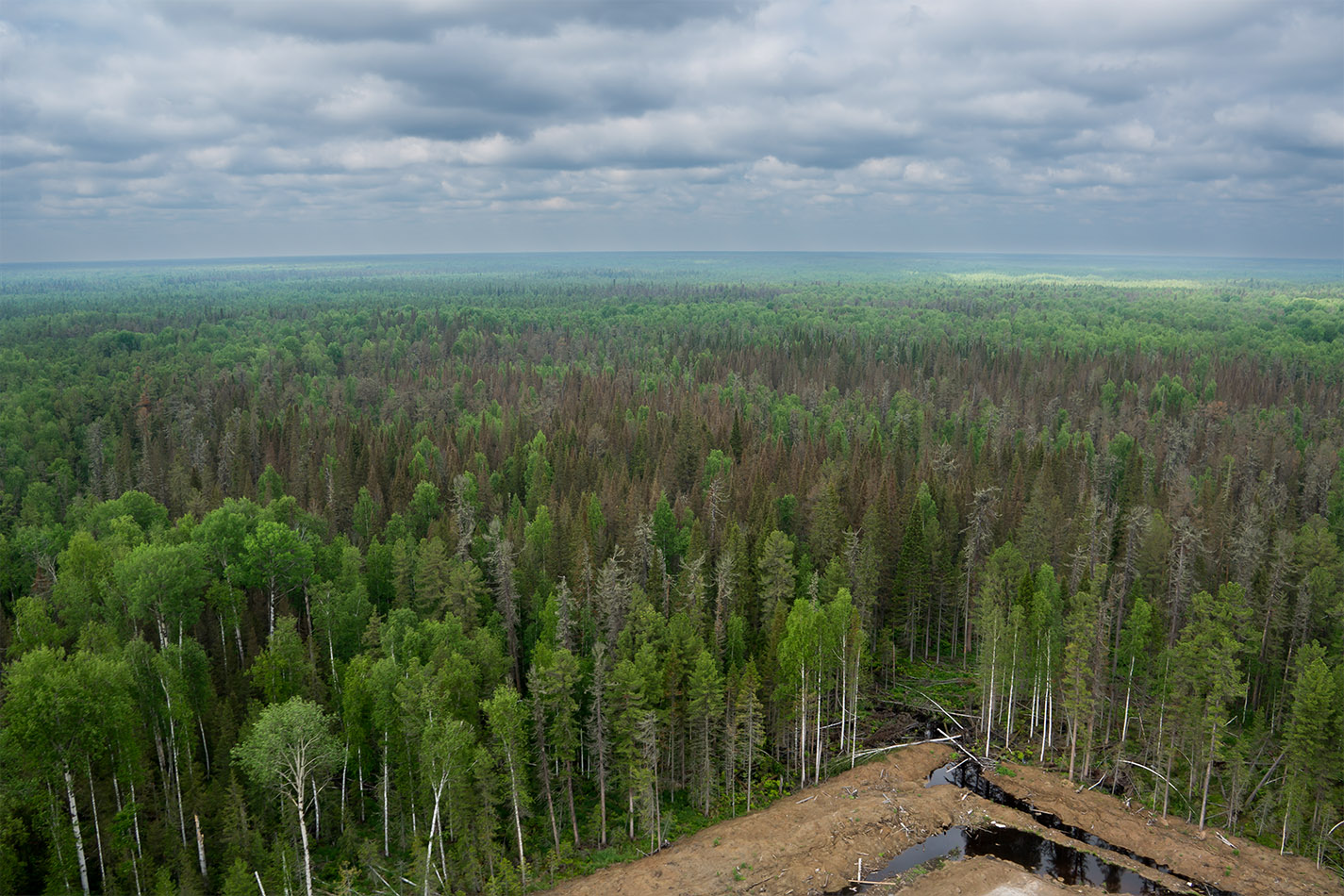 Междуречье Оби и Васюгана, image of landscape/habitat.