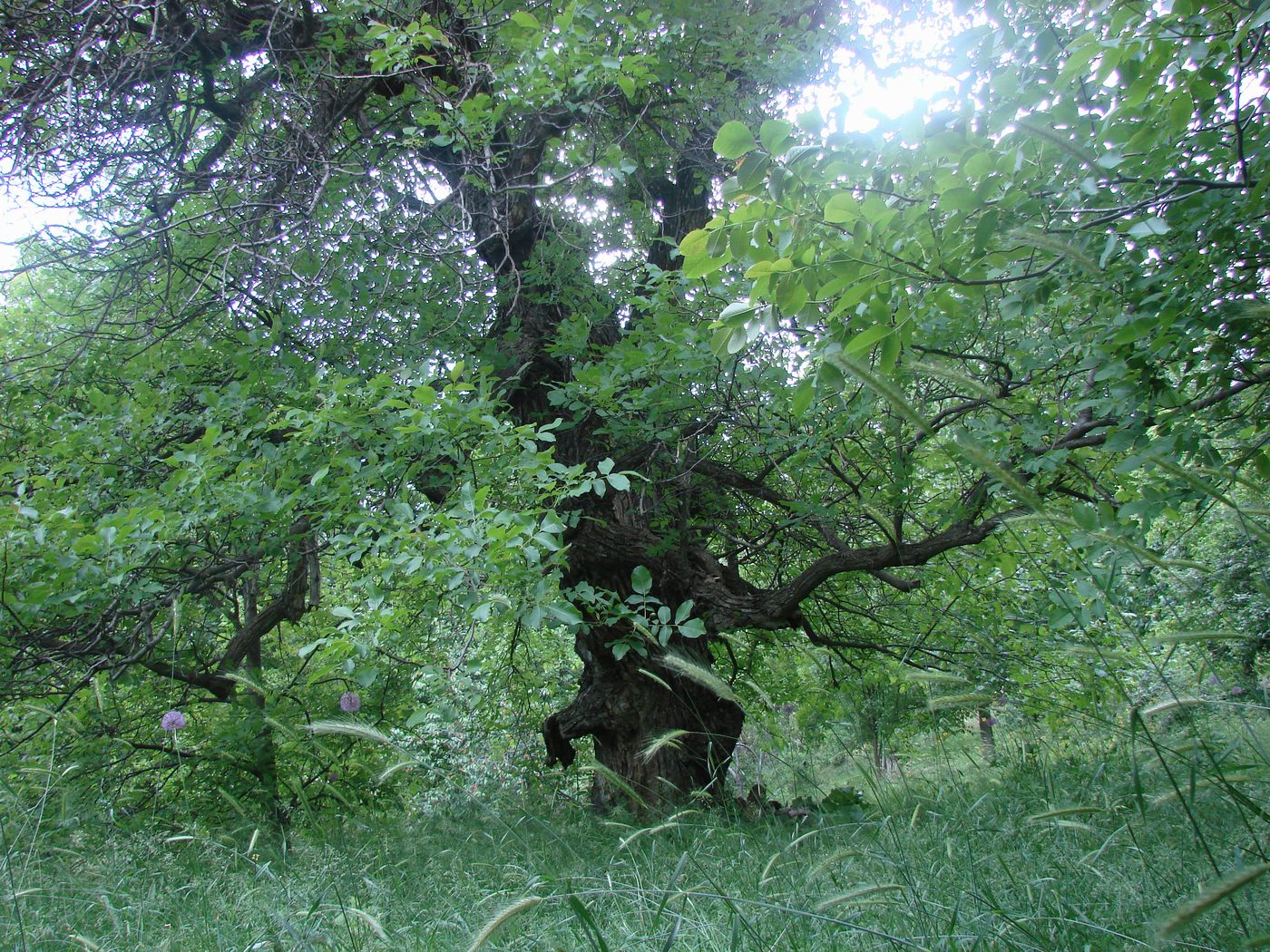 Хаятсай, image of landscape/habitat.