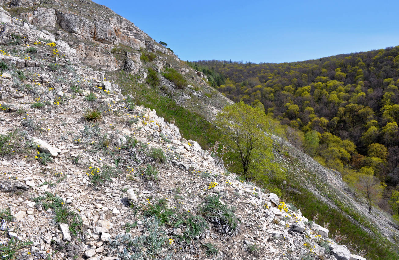 Гора Лысая, image of landscape/habitat.