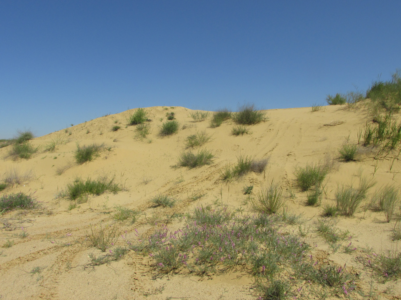Окрестности села Коркмаскала, image of landscape/habitat.
