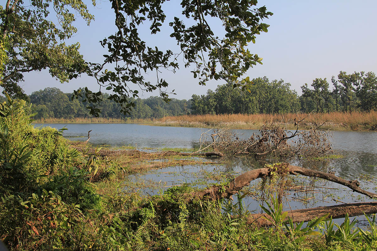 Читван, image of landscape/habitat.