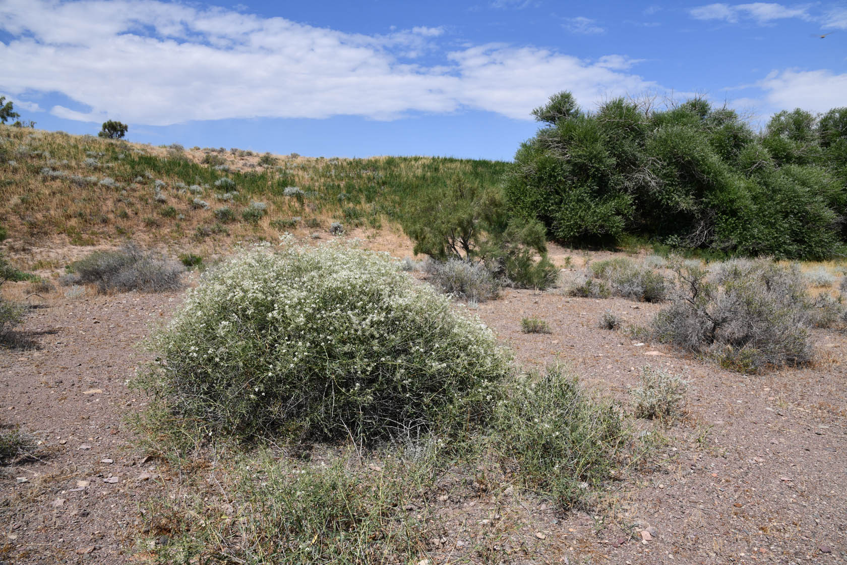 Горы Улькен-Богуты, image of landscape/habitat.