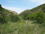 Коксай (нижний пояс), image of landscape/habitat.