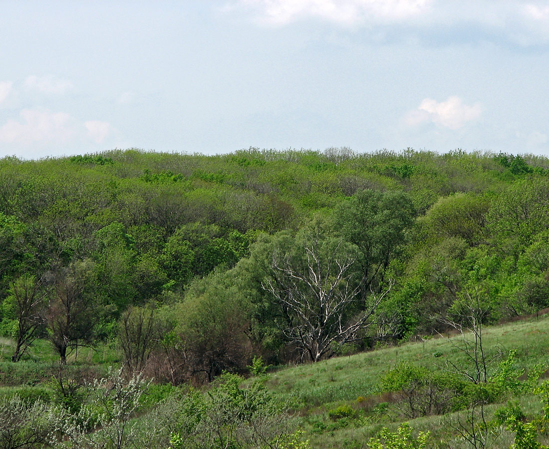 Карловка, image of landscape/habitat.