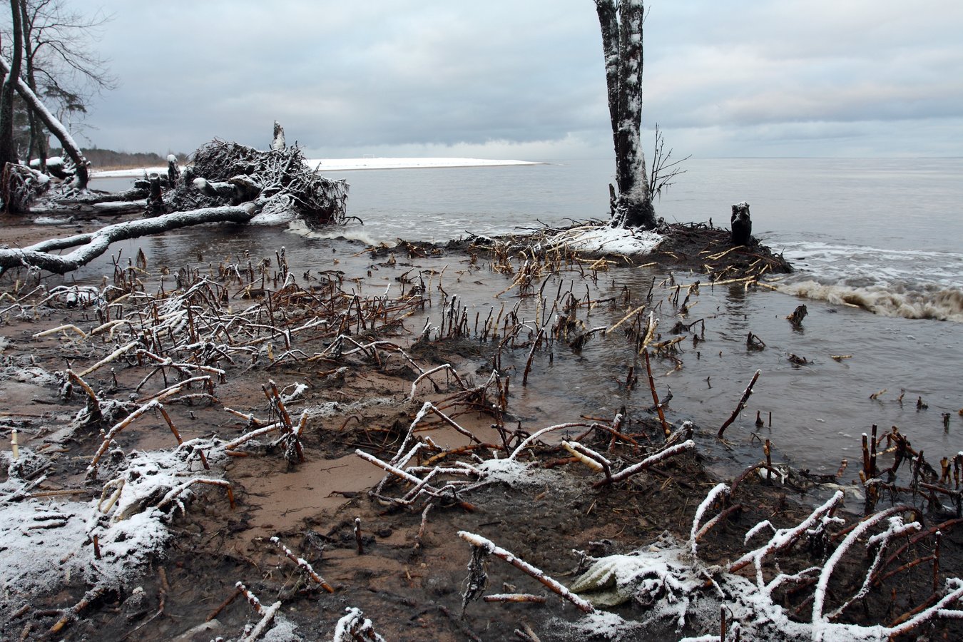 Большая Ижора, image of landscape/habitat.