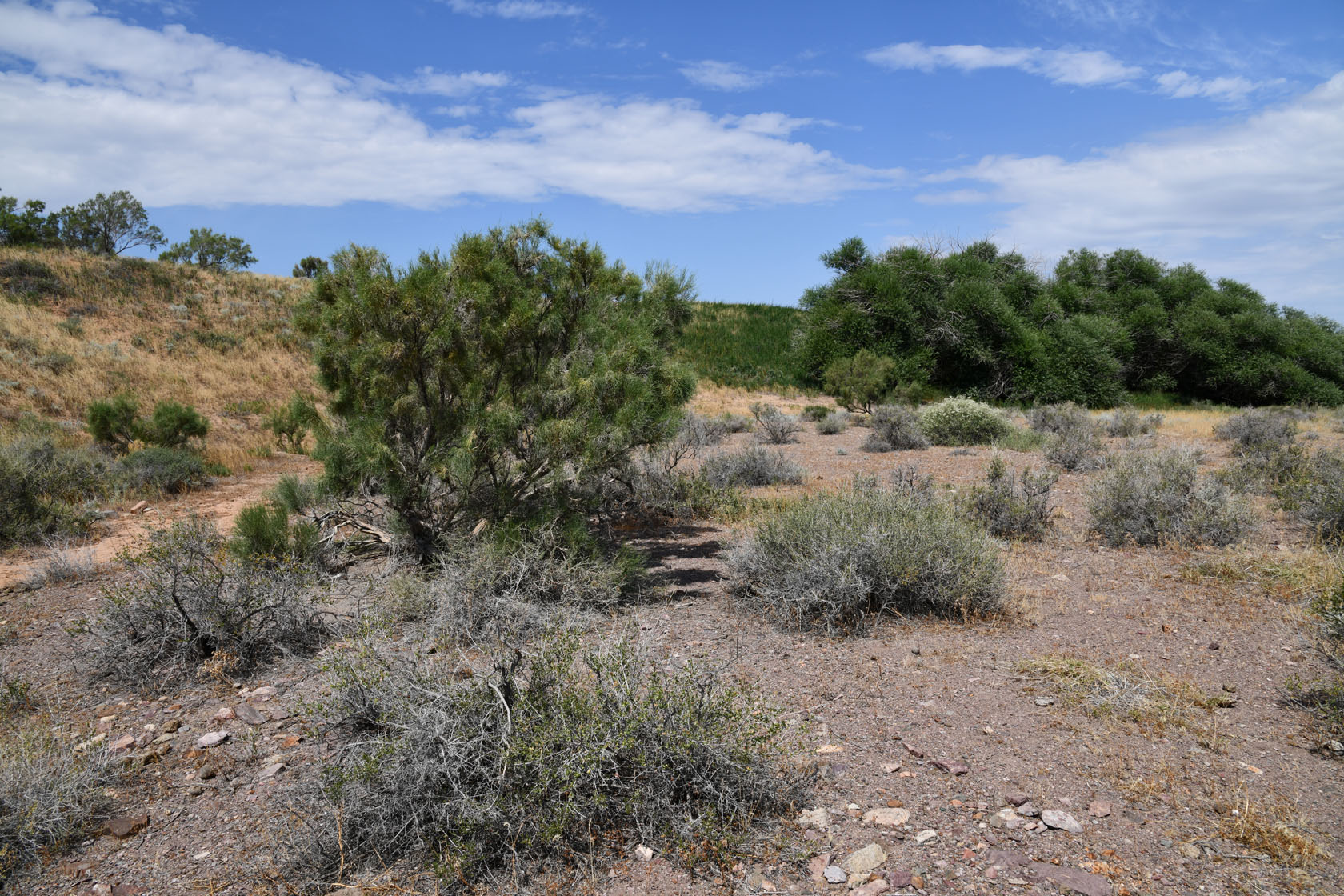 Горы Улькен-Богуты, image of landscape/habitat.
