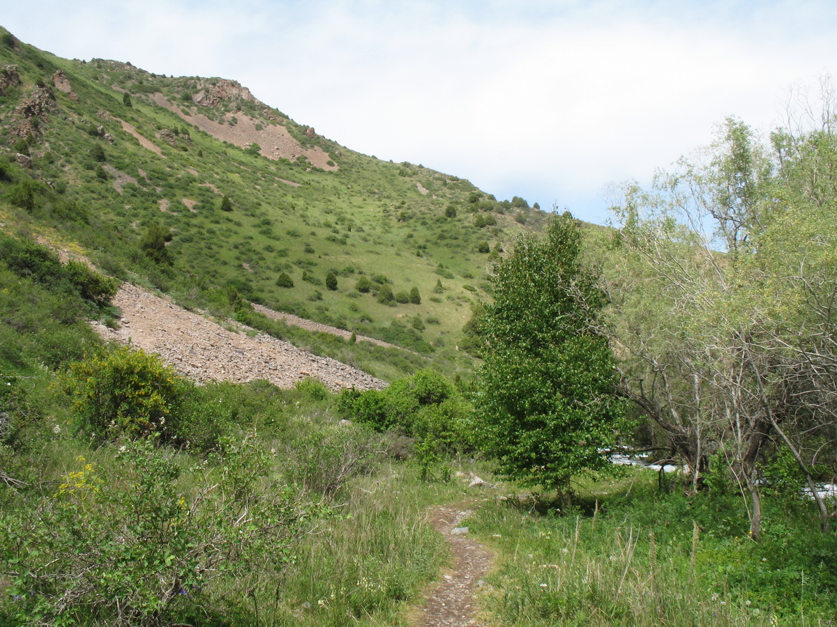 Коксай (нижний пояс), image of landscape/habitat.