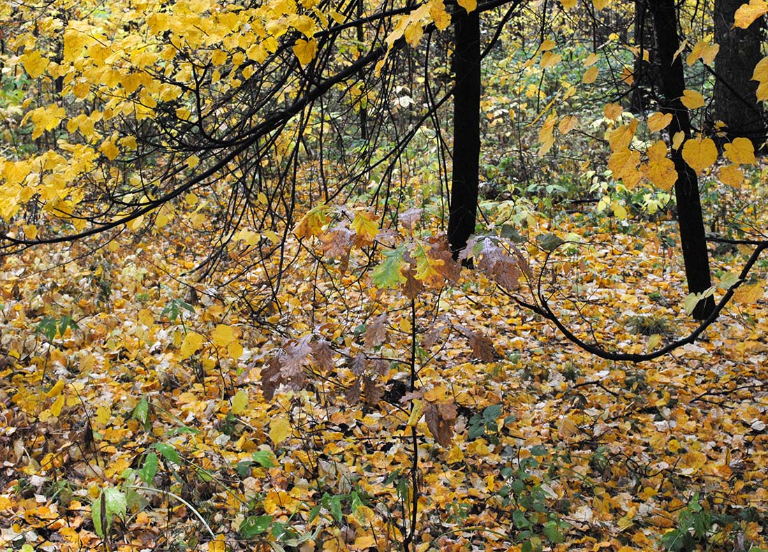 Малые лесопарки Новосибирска, image of landscape/habitat.