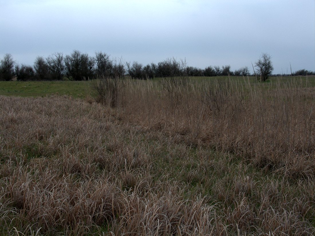 Влажные пески, image of landscape/habitat.