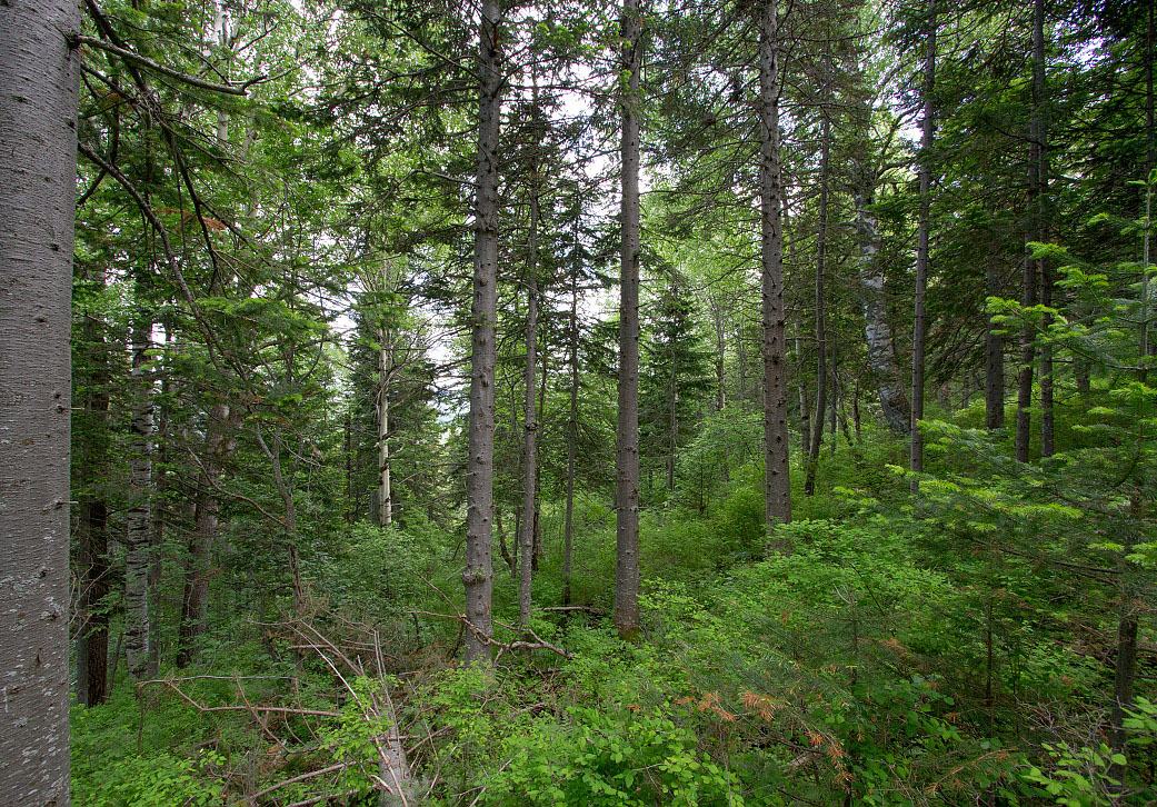 Тигирек, image of landscape/habitat.