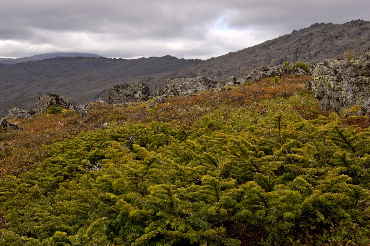 Окрестности поселка Кытлым, image of landscape/habitat.