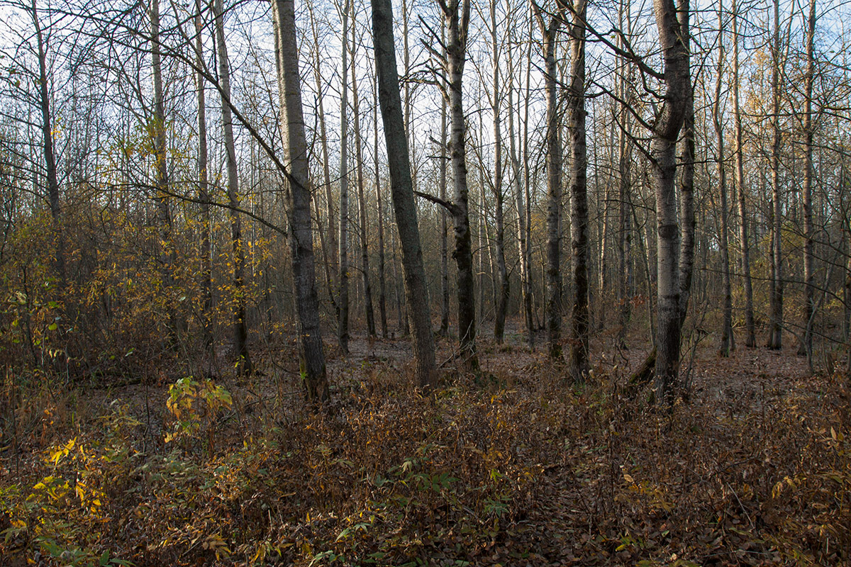 Западный Котлин, image of landscape/habitat.