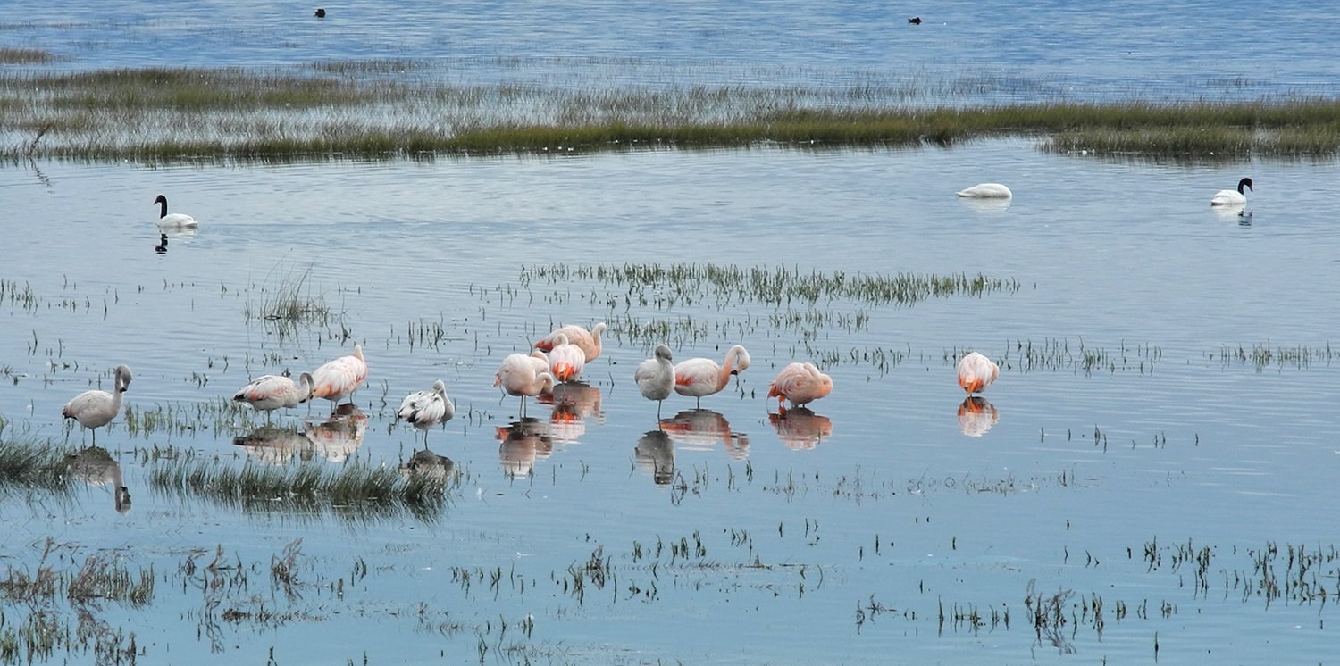 Ледник Перито Морено, image of landscape/habitat.