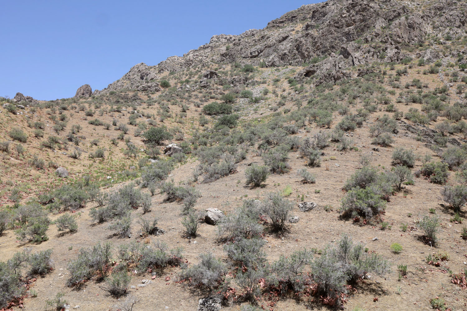 Предгорья в окр. пос. Янгикишлак, image of landscape/habitat.