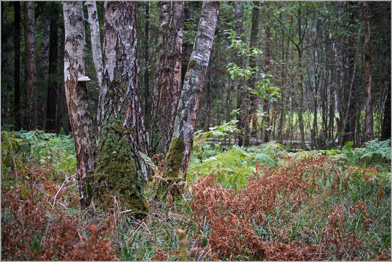 Окрестности Хрипани, image of landscape/habitat.