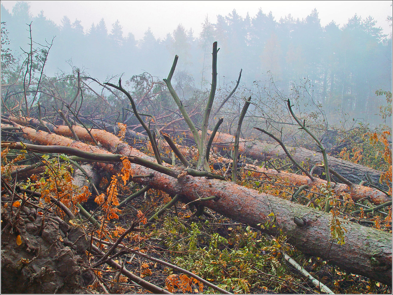 Окрестности Хрипани, image of landscape/habitat.
