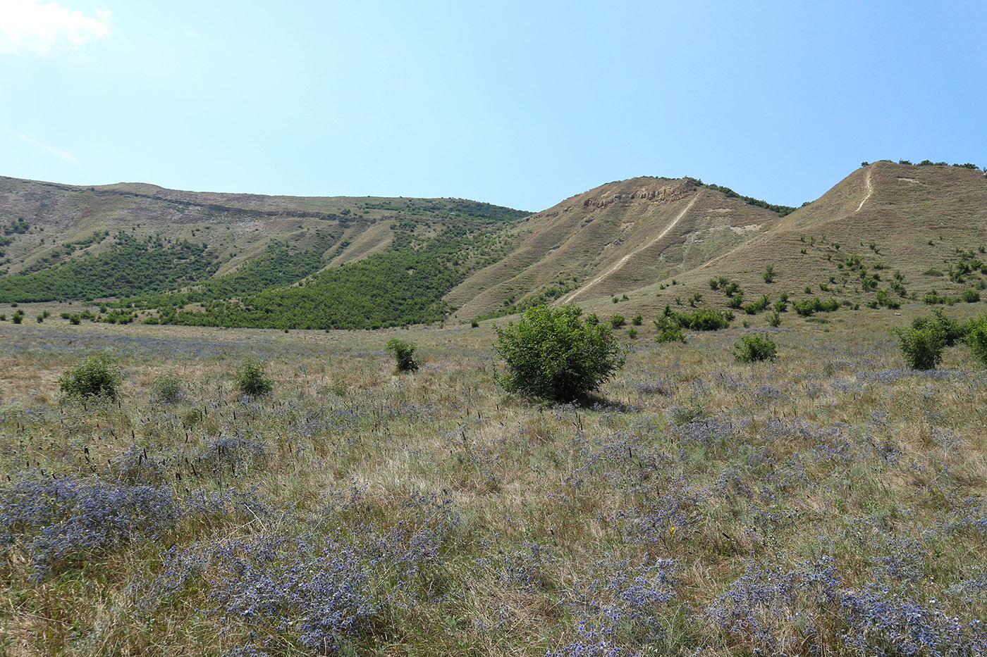 Башлыкент, image of landscape/habitat.