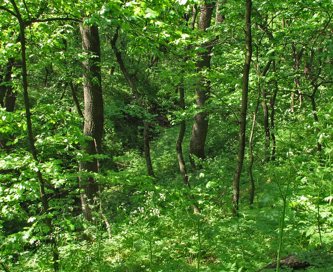 Карловка, image of landscape/habitat.