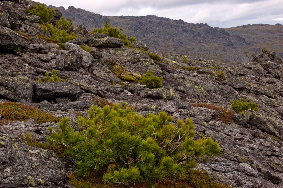 Окрестности поселка Кытлым, image of landscape/habitat.