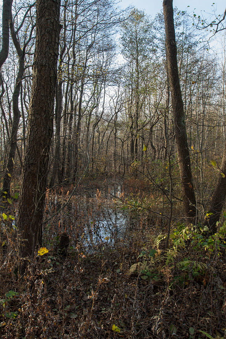 Западный Котлин, image of landscape/habitat.