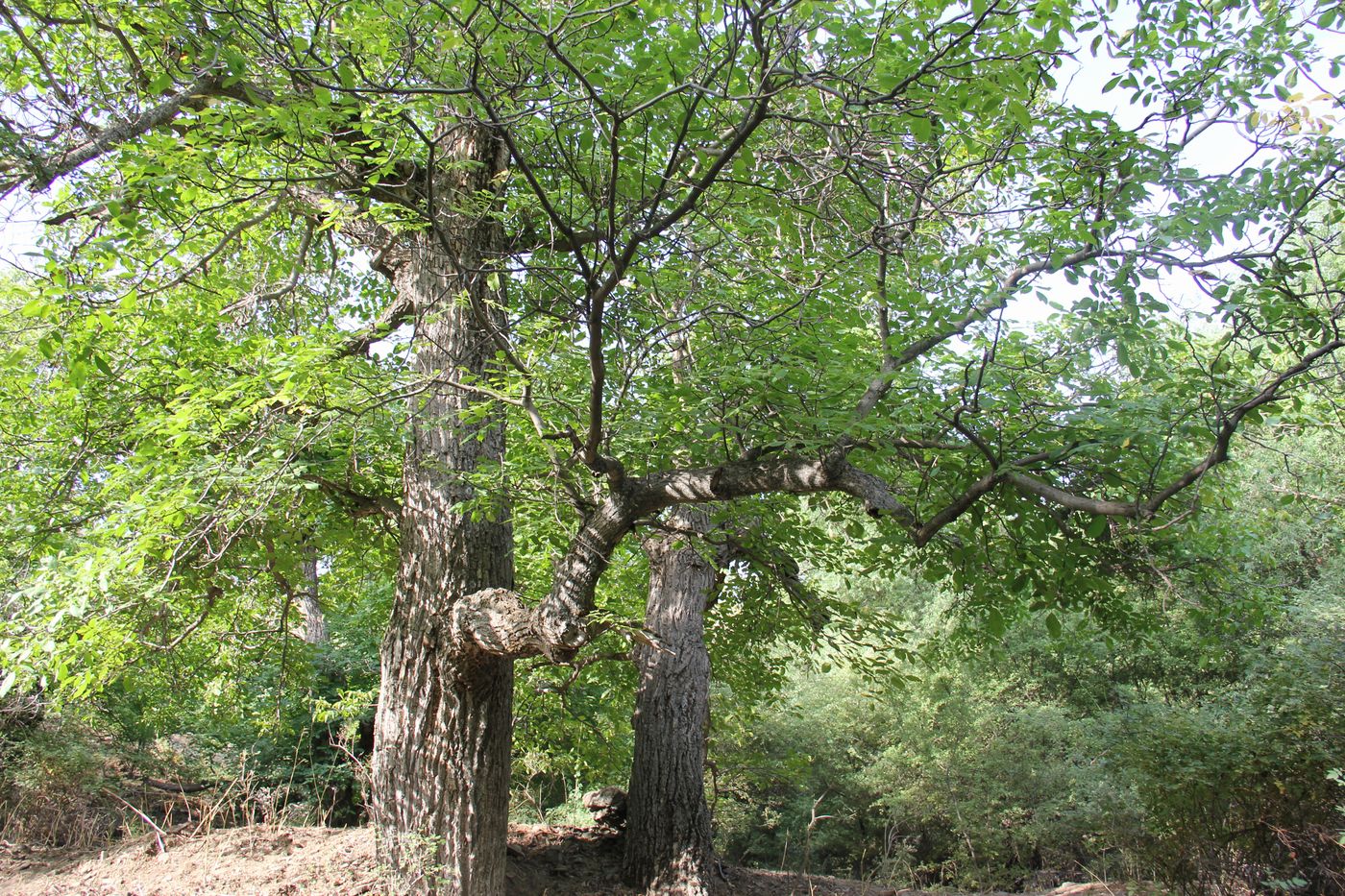 Хаятсай, image of landscape/habitat.