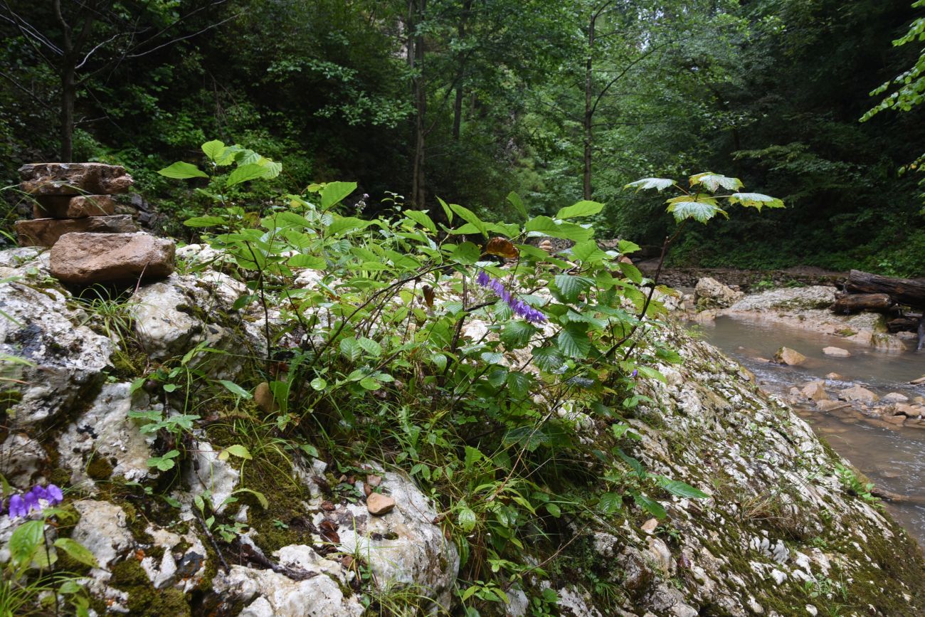 Долина реки Руфабго, image of landscape/habitat.