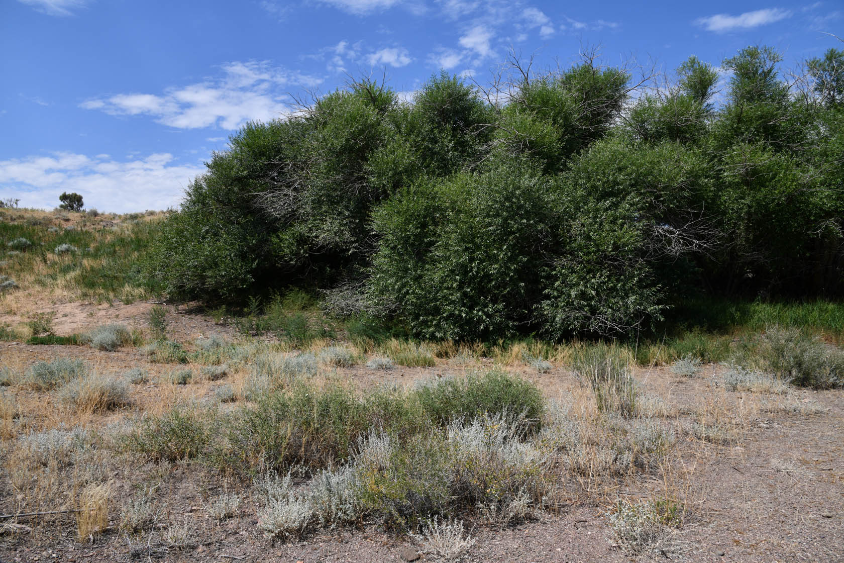 Горы Улькен-Богуты, image of landscape/habitat.