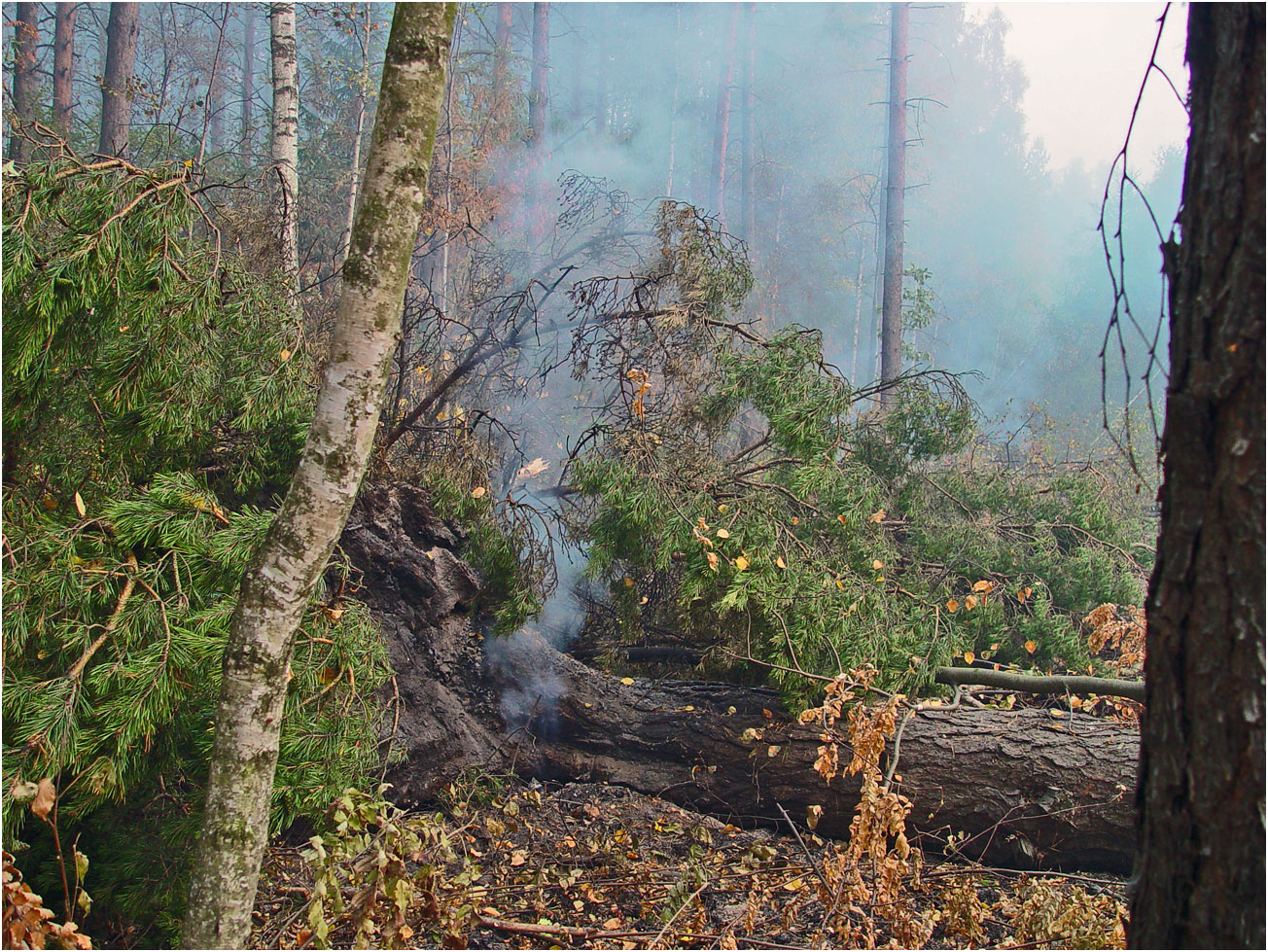 Окрестности Хрипани, image of landscape/habitat.