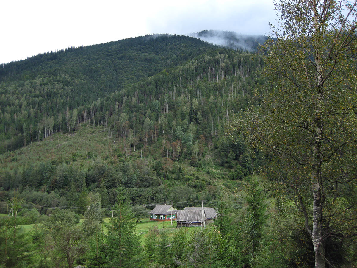 Заповедник "Горганы", Максимец, image of landscape/habitat.