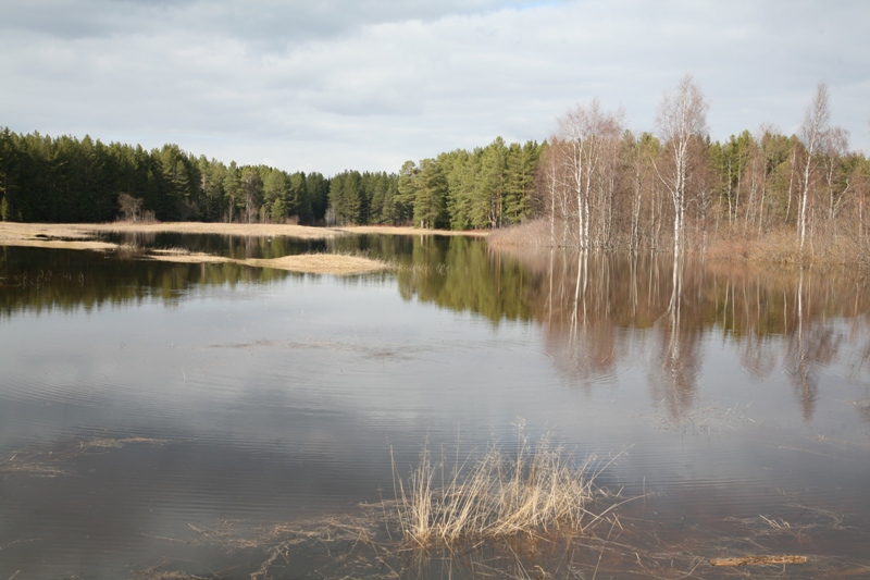 Алёшино, image of landscape/habitat.