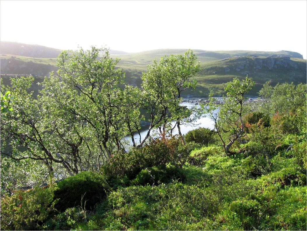 Каменная, image of landscape/habitat.