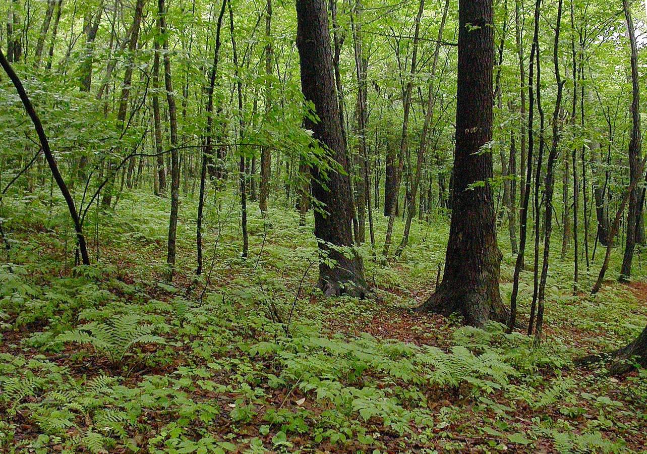 Владивостокский ботанический сад, image of landscape/habitat.