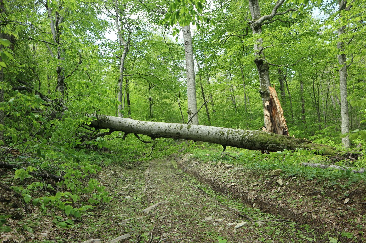 Щель Постакиевская, image of landscape/habitat.