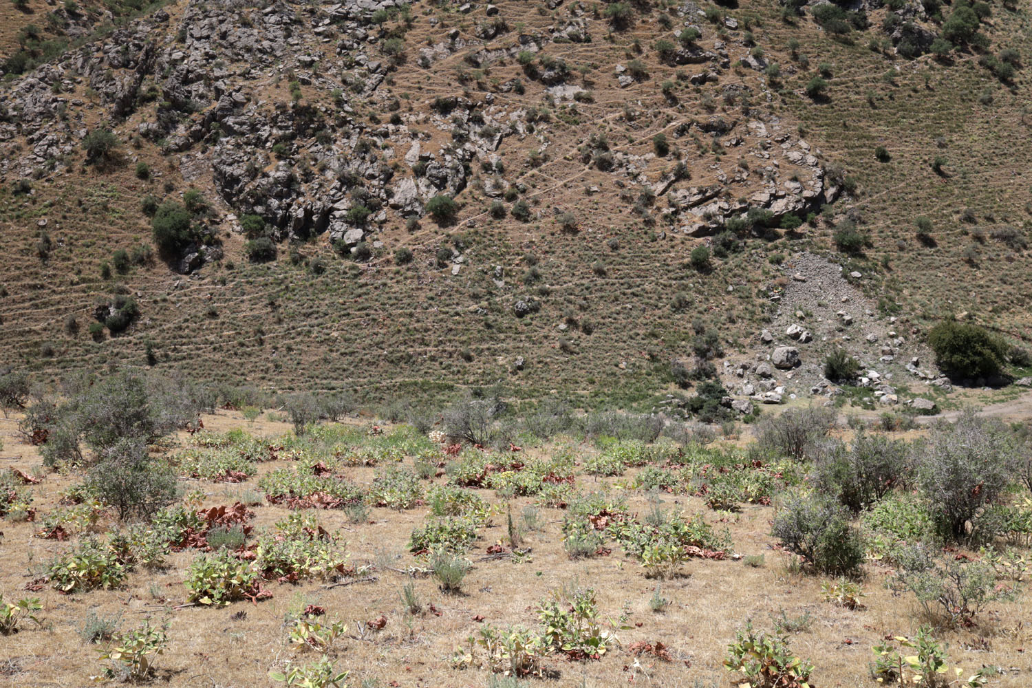 Предгорья в окр. пос. Янгикишлак, image of landscape/habitat.