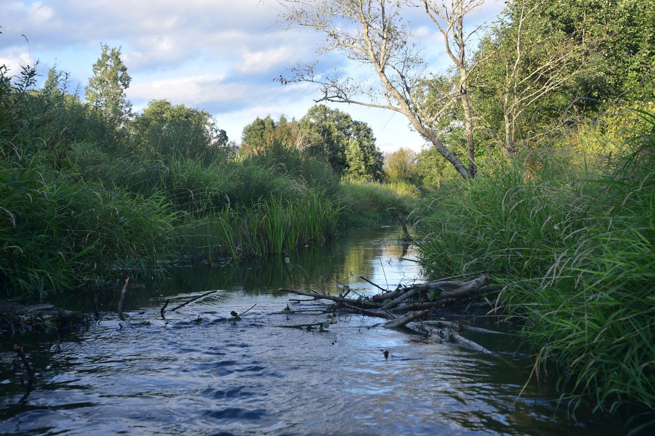 Савино и окрестности, image of landscape/habitat.