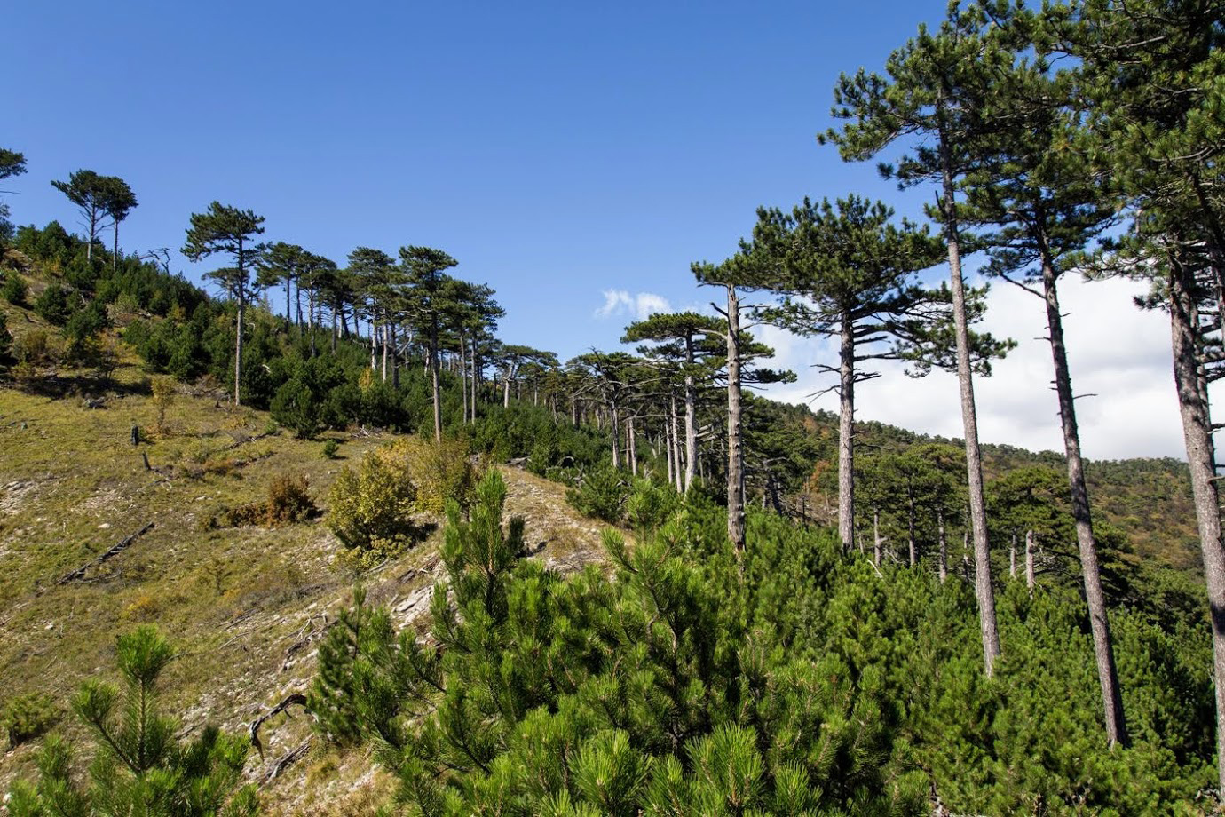 Ай-Илья-Сырым, image of landscape/habitat.