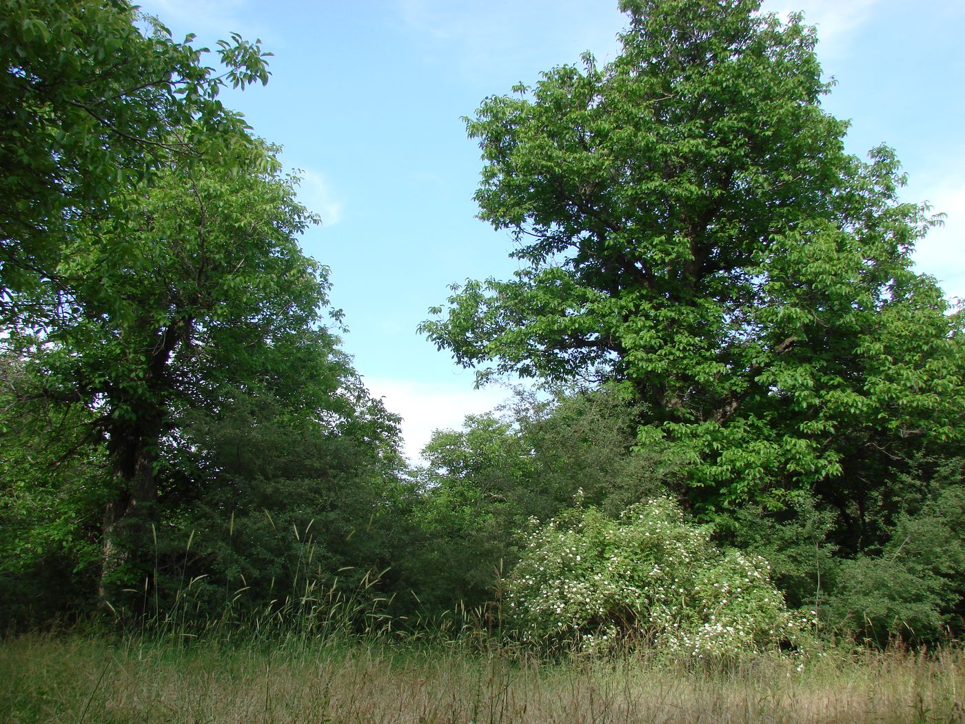 Хаятсай, image of landscape/habitat.