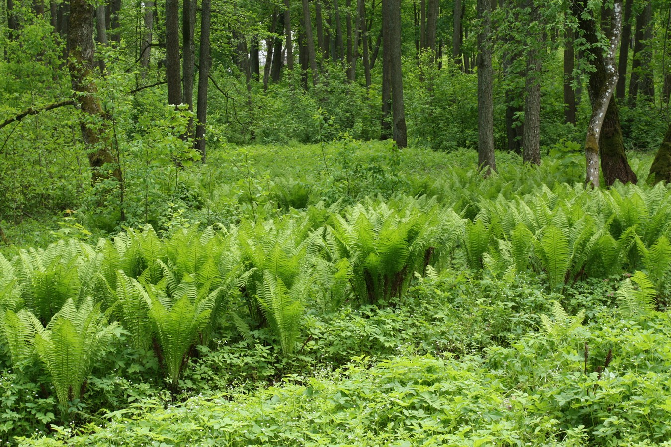 Парк "Сергиевка", image of landscape/habitat.