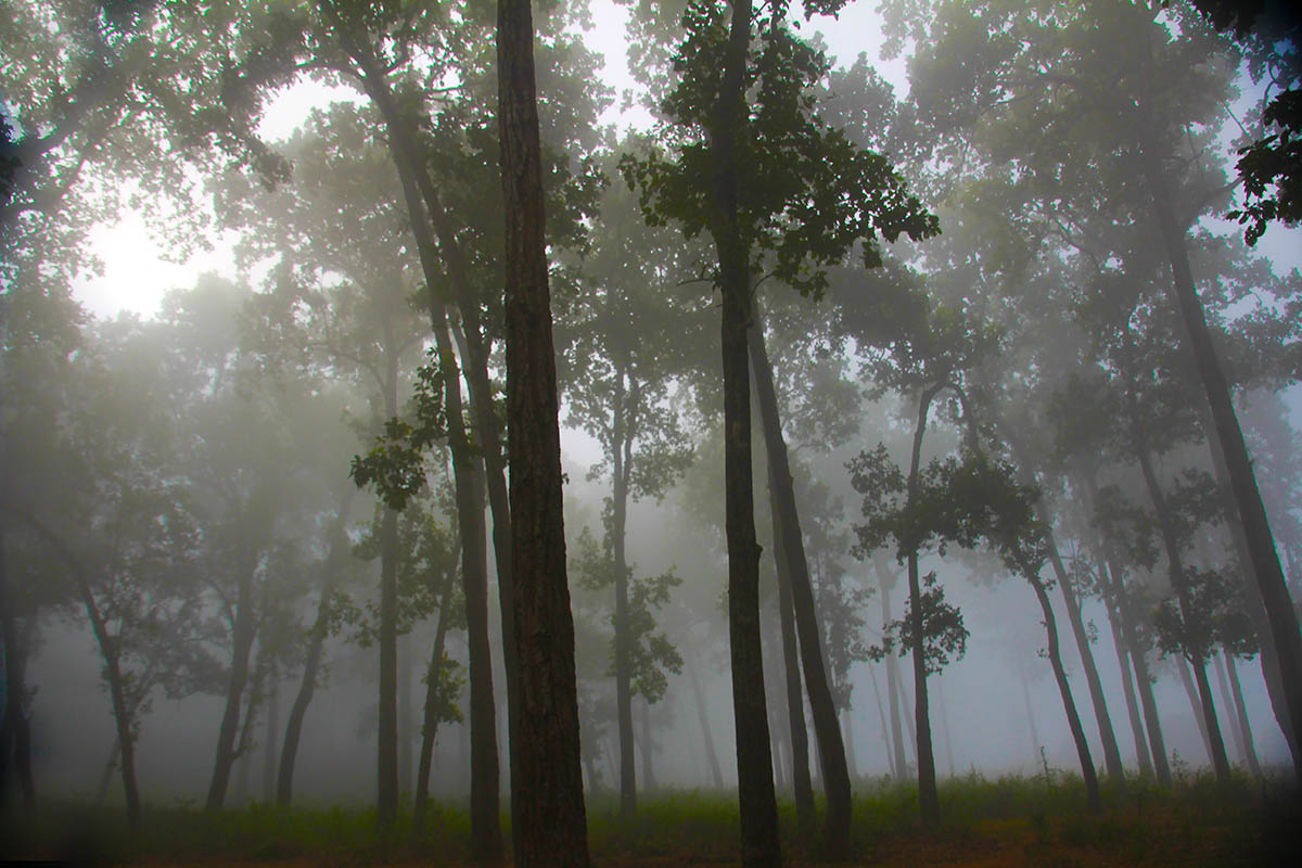 Читван, image of landscape/habitat.