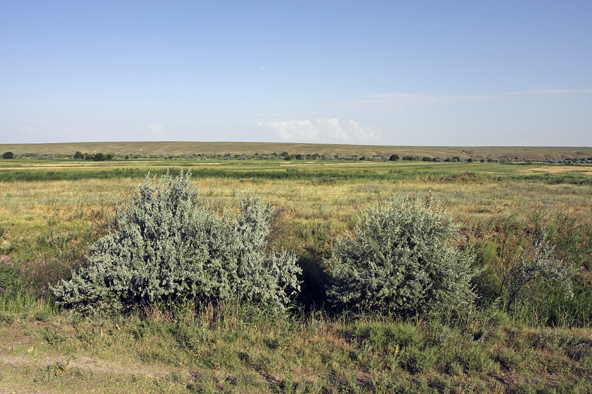 Нижний Боролдай, image of landscape/habitat.